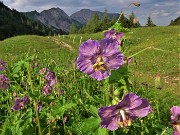 11  Geranyum paeum (Geranio stellato) nei prati della Casera Mezzeno